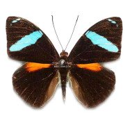 NESSAEA AGLAURA DORSAL